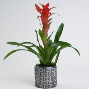 Kare Desenli Gri Beton Saksıda Guzmania Bitkisi