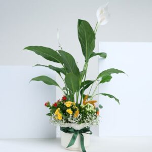 Beyaz Saksıda Barış Çiçeği ve Kalanchoe Çiçekleri