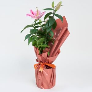 Koyu Somon Buketli Beyaz Beton Saksıda Pembe Lilyum