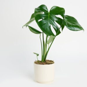 Monstera
