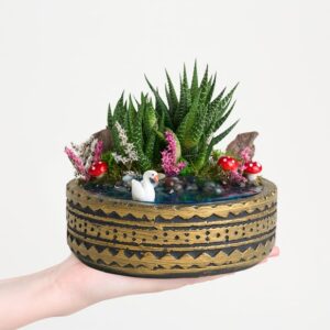 Ring Saksıda Haworthia Bitkisi Teraryum